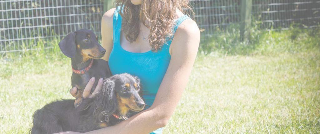 Luxury Dog Boarding Kennels Sheffield and Chesterfieldf