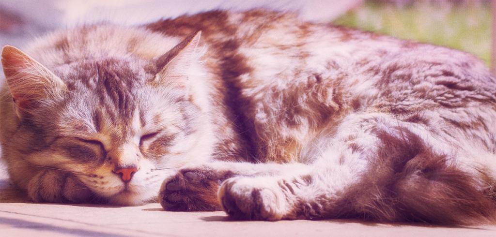 Luxury Cattery Serving Sheffield Chesterfield and Surrounding Areas