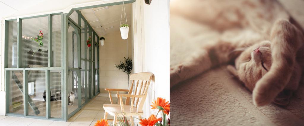 Cattery Sheffield and Chesterfield