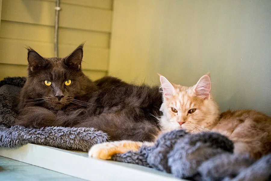 Cat Boarding Chesterfield